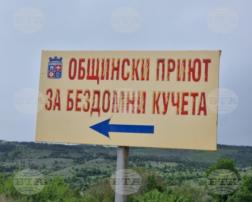 Огнище на болестта гана е констатирано в общинския приют в Кюстендил за безстопанствени кучета