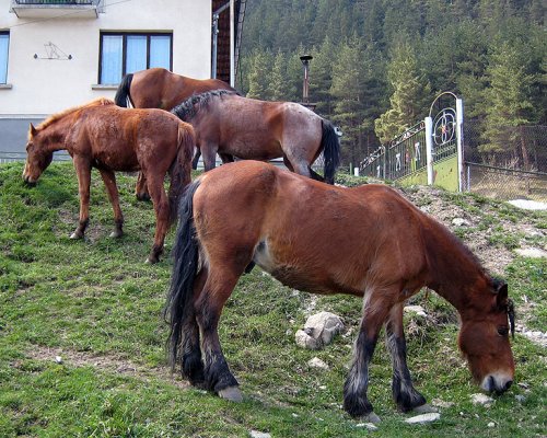 Издирват крадци на коне в Разложко