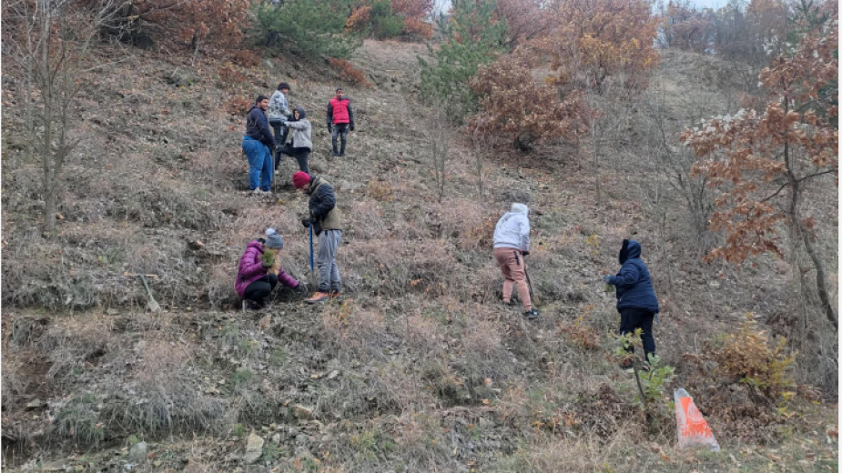 Посадиха борова гора край село Тополница