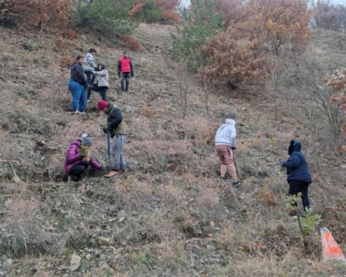Посадиха борова гора край село Тополница