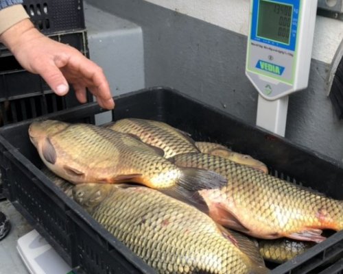 Масови проверки на рибата преди Никулден