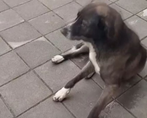 Използвани ли са бездомни кучета в Якоруда за тренировка за боеве