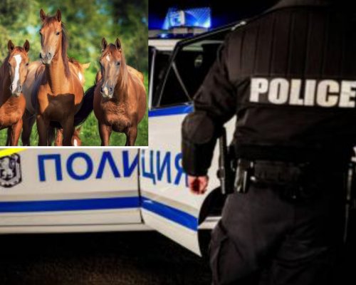 Първо в Pirinsko.com: Арестуваха трима от бандата на Масларе, задигнали над 20 коня за луканка в разложко