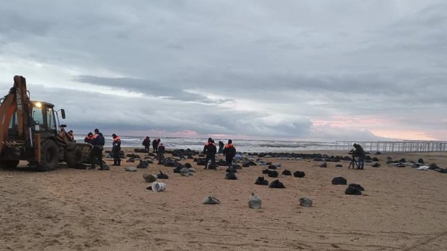 Откриха десетки морски бозайници мъртви в Черно море