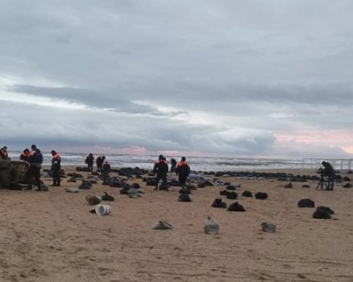 Откриха десетки морски бозайници мъртви в Черно море