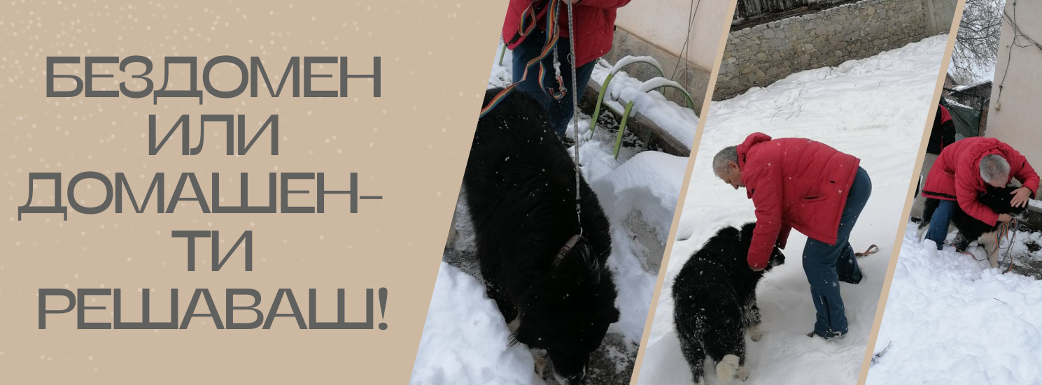 Банско с кампания за осиновяване на бездомни животни Банско с кампания за осиновяване на бездомни животни