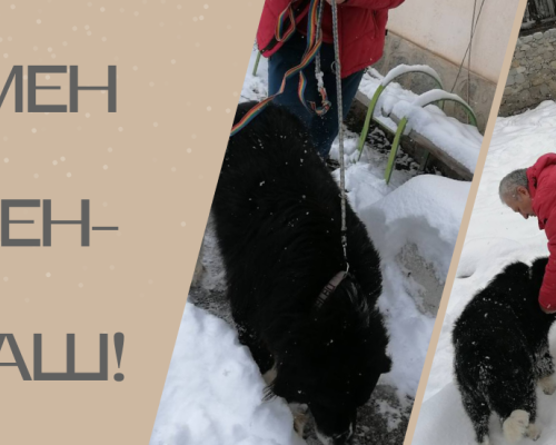 Банско с кампания за осиновяване на бездомни животни