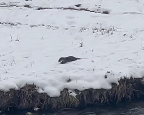 Бебе видра си играе в снега край река Благоевградска Бистрица