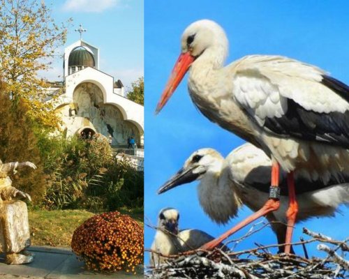 КРАЙ ХРАМА НА ВАНГА: Петричкото село Рупите става парк за щъркели