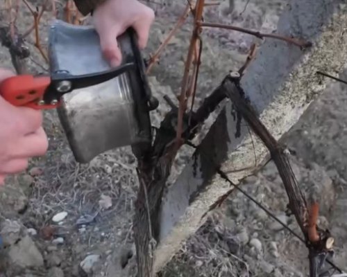 Как винопроизводителите посрещат Трифон Зарезан в с. Лешница