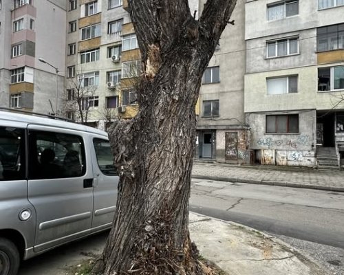 Община Благоевград ще подмени дърво от вида Плачеща върба