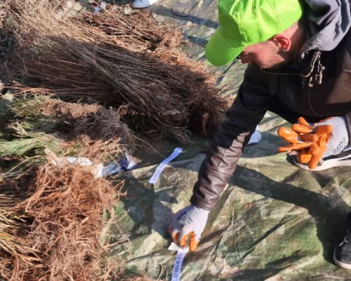 В Дупница раздават 12 000 фиданки за разсаждане