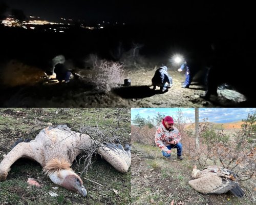 Лешоядите в Мощанец са убити от примамка с отрова върху труп на крава