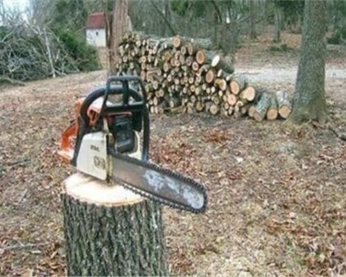 Вандализъм край Петрич! Отрязаха 250 тополи!