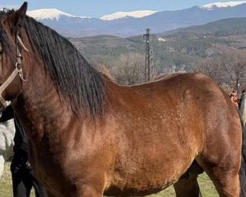 Състезание с тежковозни коне край Крупник
