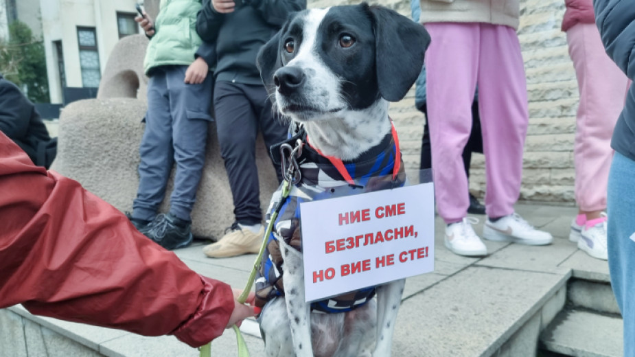 Пореден протест срещу насилието над животни
