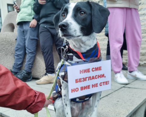 Пореден протест срещу насилието над животни