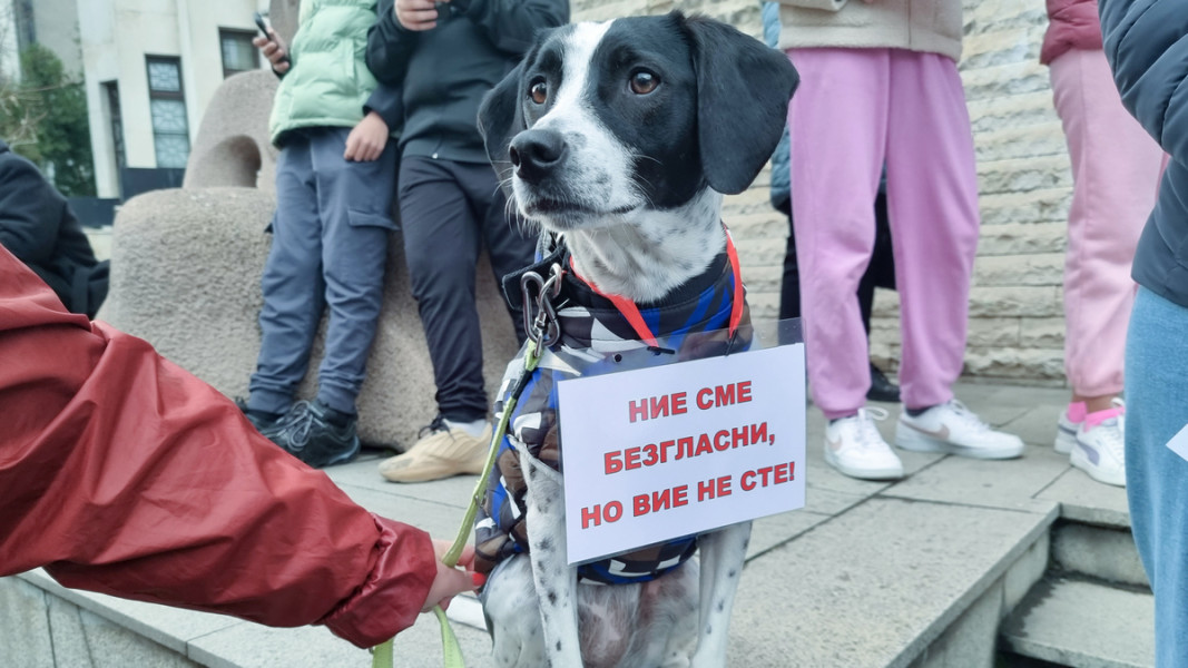 Кюстендил и Дупница с протест в защита на животните Кюстендил и Дупница с протест в защита на животните