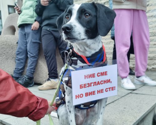 Кюстендил и Дупница с протест в защита на животните