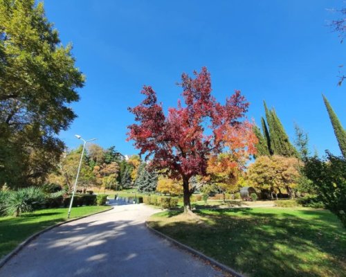 Борбата с боровата процесионка в Сандански продължава
