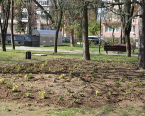 Нови видове храсти в Градската градина в Благоевград