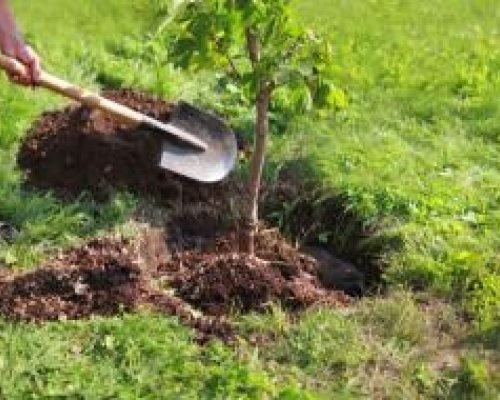 Започва залесяването в района на Малешевската планина