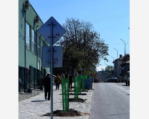 Нови дръвчета по тротоарите на две улици в Петрич