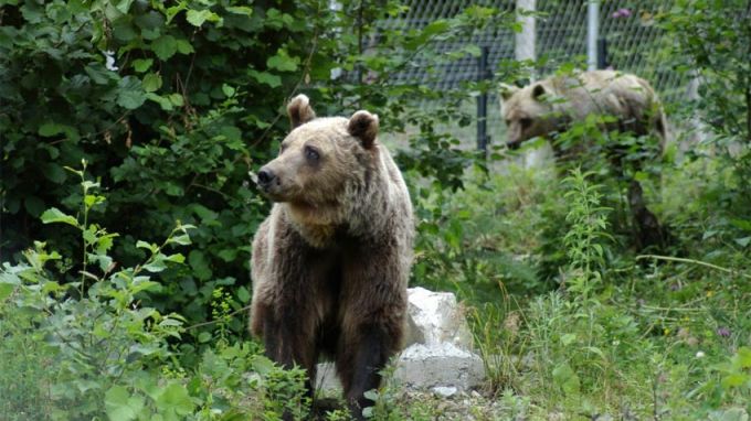 Мечките в Белица се събудиха: Паркът отваря врати за посетители днес Мечките в Белица се събудиха: Паркът отваря врати за посетители днес