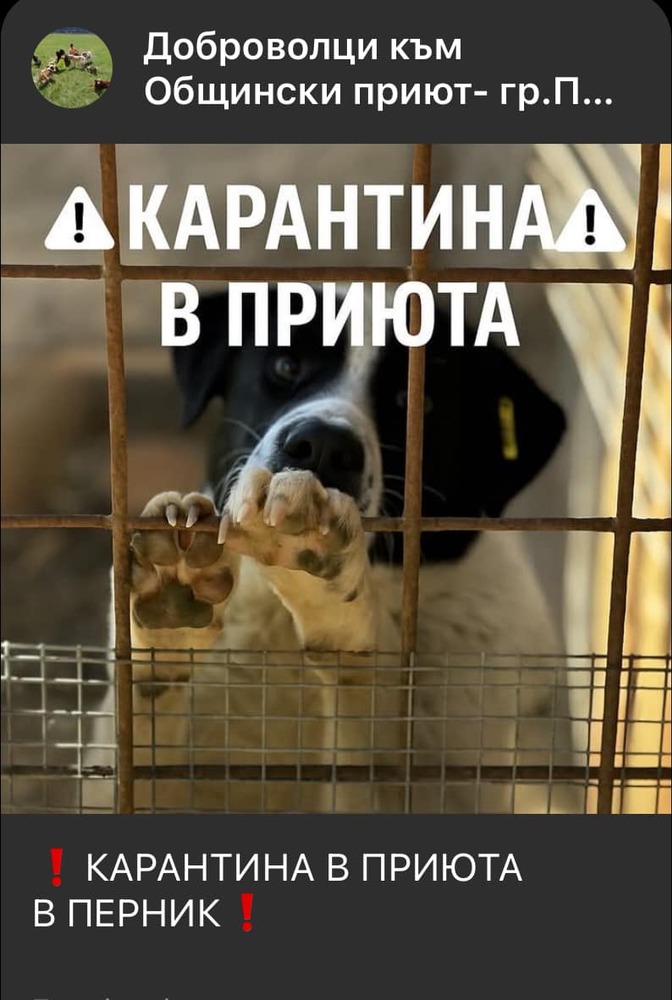 Общинският приют за безстопанствени кучета в Перник е поставен под карантина заради болестта гана