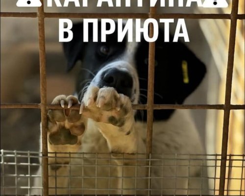 Общинският приют за безстопанствени кучета в Перник е поставен под карантина заради болестта гана