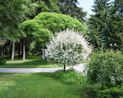 Дезакаризация на зелените площи в Гоце Делчев