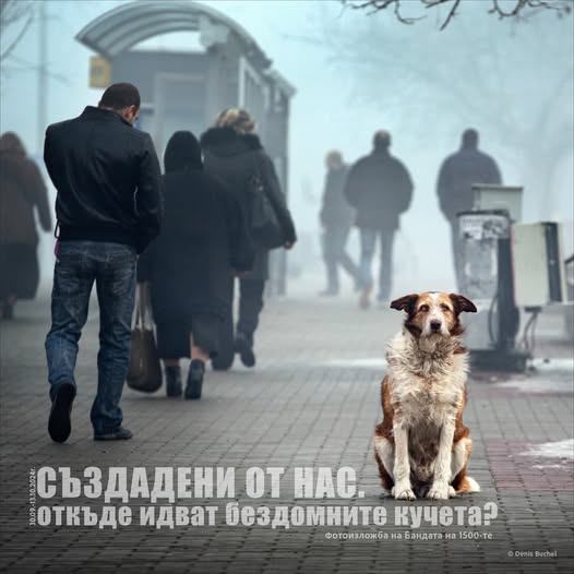 Фотоизложба Създадени от нас: Откъде идват бездомните кучета? в Сандански
