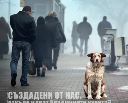 Фотоизложба Създадени от нас: Откъде идват бездомните кучета? в Сандански