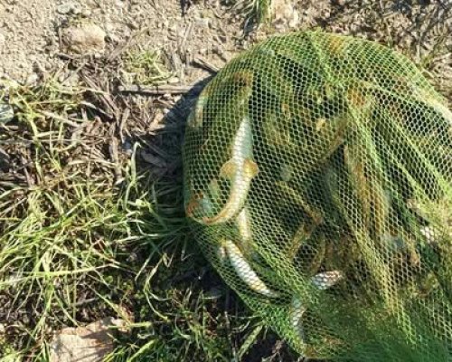 Заловиха бракониери по поречието на Струма край петричкото село Рибник