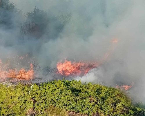Пожар гори между селата Тишаново и Илия в невестинска община, обхванал е около 50 декара горска територия