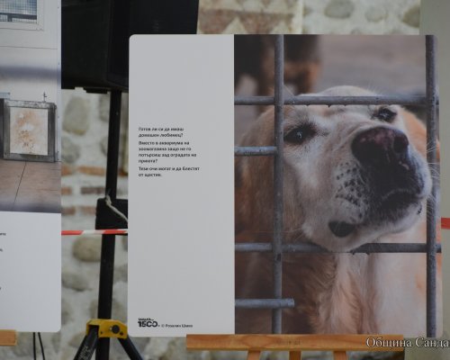 Фотоизложба Създадени от нас: Откъде идват бездомните кучета бе представена в Епископска Базилика-Сандански