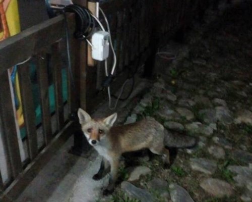 Спасиха ранена лисица в Пирин