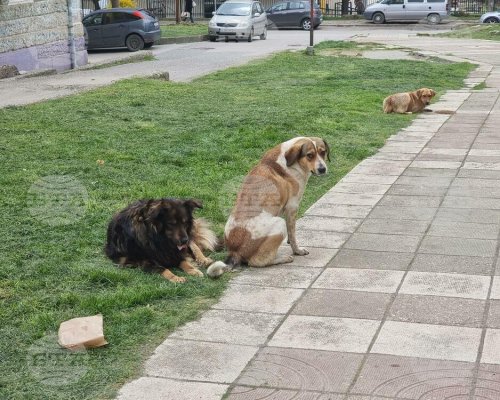 Започва преброяването на безстопанствените кучета в община Бобов дол