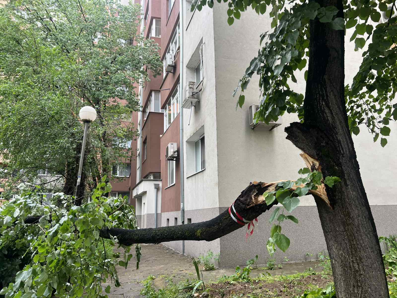 Клон от дърво падна върху коли в Благоевградския кв. Запад, граждани са подали сигнал преди седмица