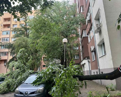 Клон от дърво падна върху коли в Благоевградския кв. Запад, граждани са подали сигнал преди седмица