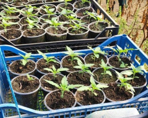 Разкриха оранжерия с канабис в подножието на Огражден планина
