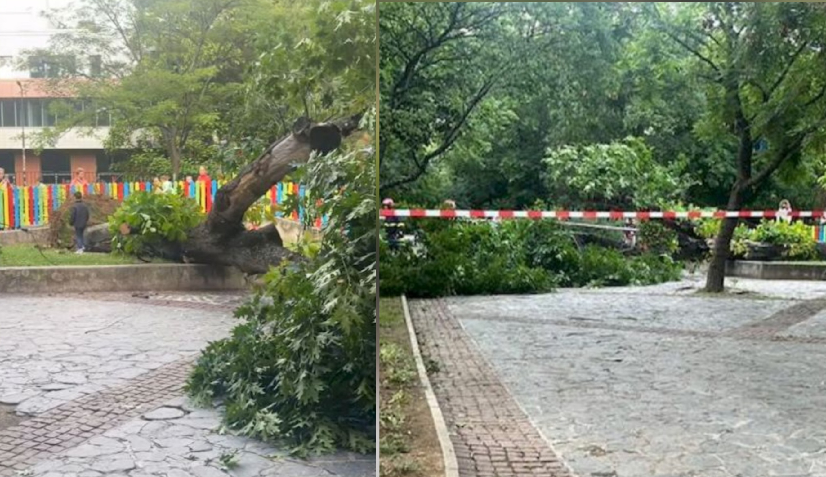 Огромно дърво се прекърши и падна на метри от деца в Градската градина в Благоевград