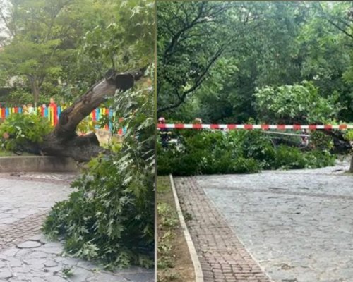Огромно дърво се прекърши и падна на метри от деца в Градската градина в Благоевград