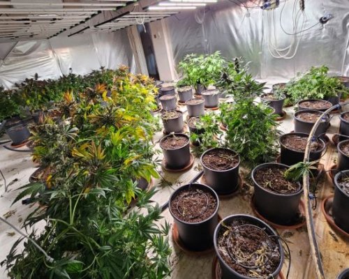 ГДБОП удари наркооранжерия и марихуана за над 270 хил. лв. в Гоце Делчев