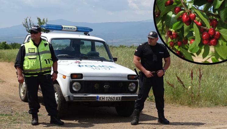 Полицаи пазят черешите в Кюстендилско Полицаи пазят черешите в Кюстендилско