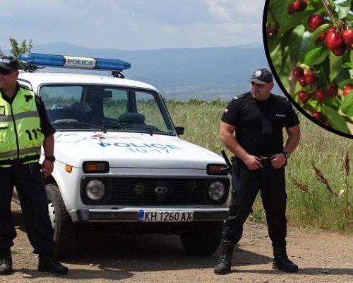 Полицаи пазят черешите в Кюстендилско