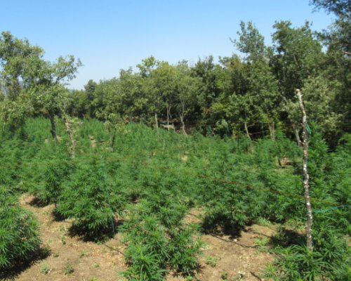 Униформени откриха нива с канабис в землище на петричко село