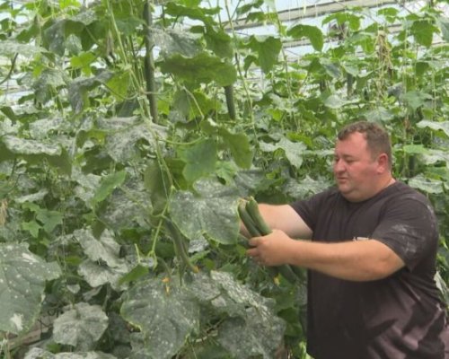 В знак на протест: Наш фермер нахрани кравите си с краставиците си