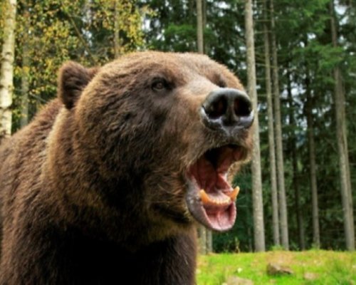 Ужас: Мечка нападна и едва не изяде овчар край Гоце Делчев