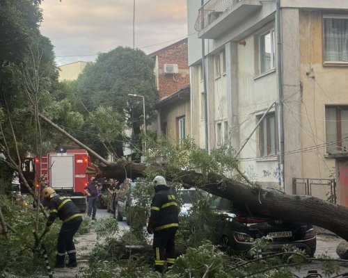 Огромно дърво падна върху паркиран автомобил в центъра на Благоевград